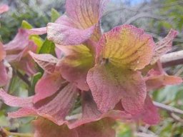 Salvia lanceolata calyces